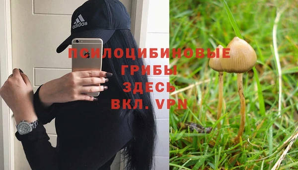 ПСИЛОЦИБИНОВЫЕ ГРИБЫ Верея